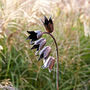 Recycled Metal Bluebell Garden Stake, thumbnail 3 of 4