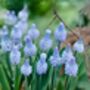 Muscari Azureum – 20 Sky Blue Grape Hyacinth Bulbs, thumbnail 1 of 3