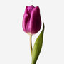 Violacious Dutch Tulip Fresh Bouquet, thumbnail 3 of 3