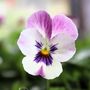 Flowering Plants Viola 'Antique Shades' X Six Pack, thumbnail 9 of 9