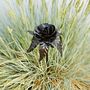 Recycled Iron Black Rose Garden Stake, thumbnail 5 of 7