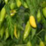 Chilli Plants 'Prairie Fire' Six X Plug Pack, thumbnail 6 of 10