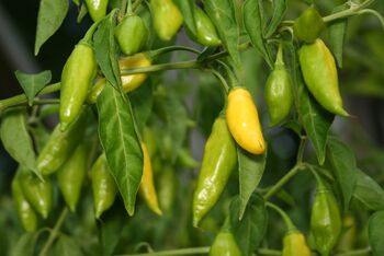 Chilli Plants 'Prairie Fire' Six X Plug Pack, 6 of 10