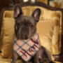 Personalised Cream Barkberry Plaid Dog Bandana, thumbnail 1 of 5