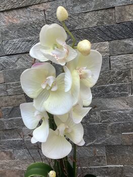 Cream Artificial Silk Luxury Orchid Mothers Day Gift, 5 of 7