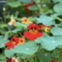 Personalised Grow Your Own Nasturtium Edible Flowers, thumbnail 2 of 4
