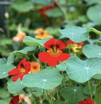 Personalised Grow Your Own Nasturtium Edible Flowers, 2 of 4