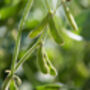 Edamame Plants, 'Green Shell', thumbnail 4 of 5