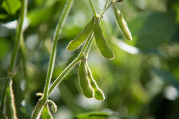 Edamame Plants, 'Green Shell', 4 of 5