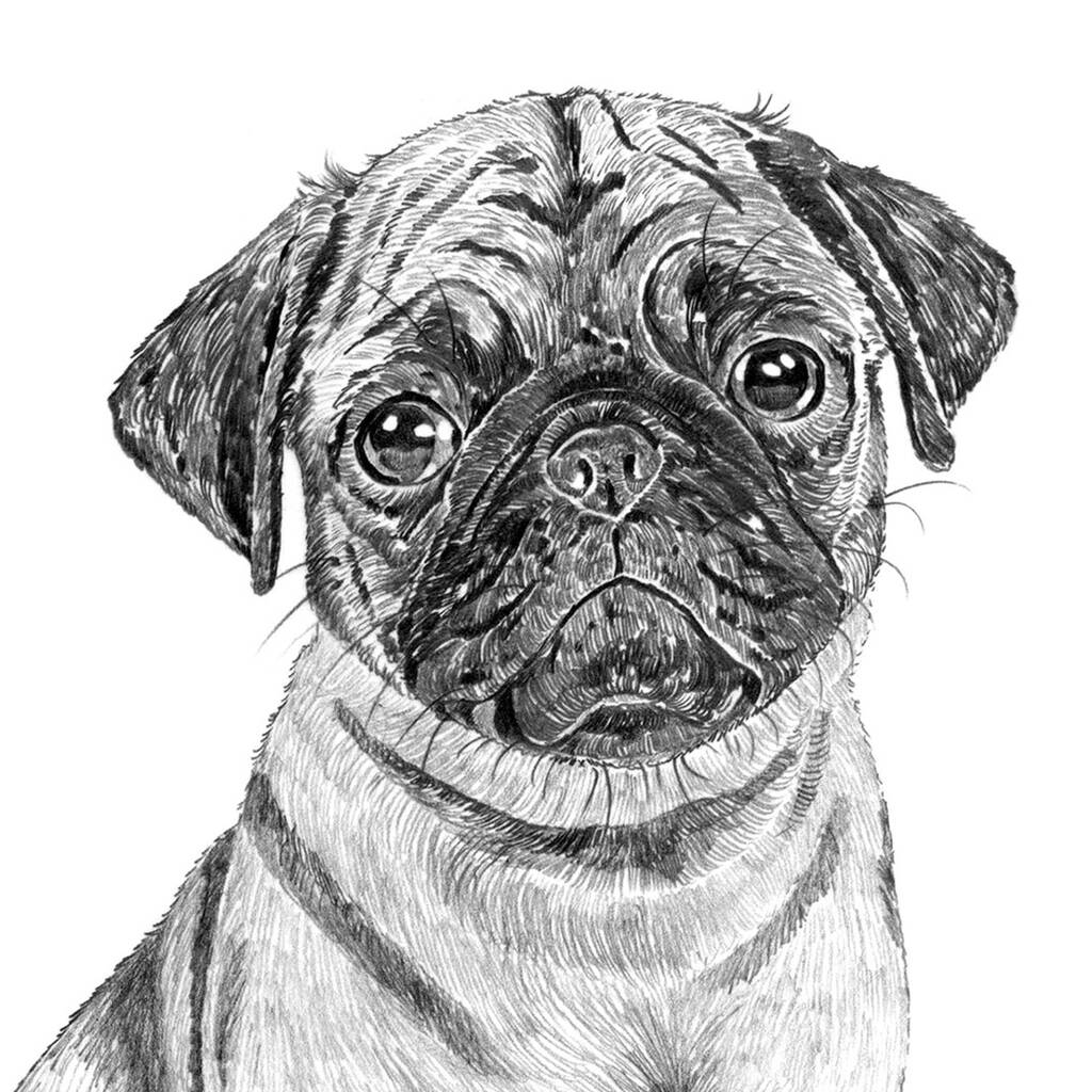 Pug Drawing Print By Ros Shiers | notonthehighstreet.com