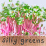 Grow Microgreens Straight Out The Box, thumbnail 6 of 8