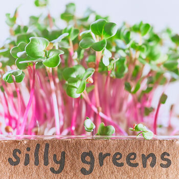 Grow Microgreens Straight Out The Box, 6 of 8
