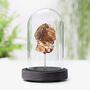 Chondrite Meteorite Real Authentic Space Meteor Fragment Bell Jar, thumbnail 1 of 4