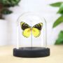 Delias Lemoulti Insect Bug Moth Butterfly Bell Jar Entomology Taxidermy Interior Design Home Decor Cloche Modern Display Gift Ornament, thumbnail 1 of 4