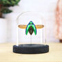 Sternocera Jewel Beetle Insect Bug Entomology Taxidermy Bell Jar, thumbnail 1 of 3