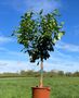 Citrus Lemon Tree One X Large Plant In 40 L Pot 180cm+, thumbnail 1 of 9