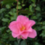 Camellia Congratulations, thumbnail 1 of 1