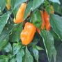 Grow Your Own Chilli And Tomato Seed Selection Pack, thumbnail 2 of 11