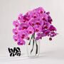 Cerise Pink Phalaenopsis Orchid Flowers, thumbnail 2 of 2