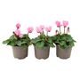 Cyclamen Light Pink – Set Of3 Garden Ready Plants, thumbnail 1 of 2