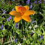 Cast Iron Daffodil Garden Sculpture Bird Feeder, thumbnail 1 of 4