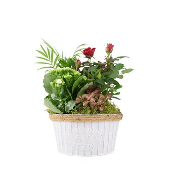 Christmas Planted Arrangement Festive Zinc Planter Indoor Display, 2 of 3