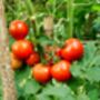 Tomato Plants 'Moneymaker' Nine Plug Plant Pack, thumbnail 4 of 5
