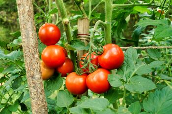 Tomato Plants 'Moneymaker' Nine Plug Plant Pack, 4 of 5