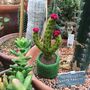 Handmade Biodegradable Blossoming Cactus Plant, thumbnail 2 of 3