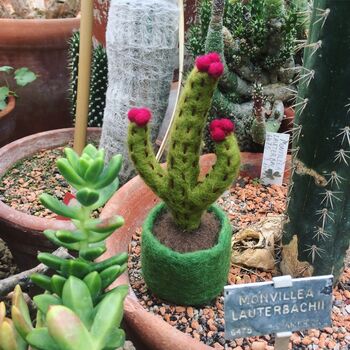 Handmade Biodegradable Blossoming Cactus Plant, 2 of 3