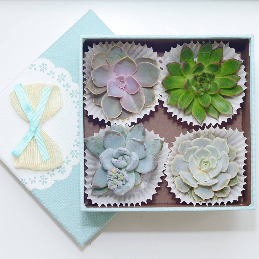 Succulents House Plant Gift Box By Dinga Ding Terrariums