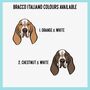Bracco Italiano ID Tag, thumbnail 4 of 5