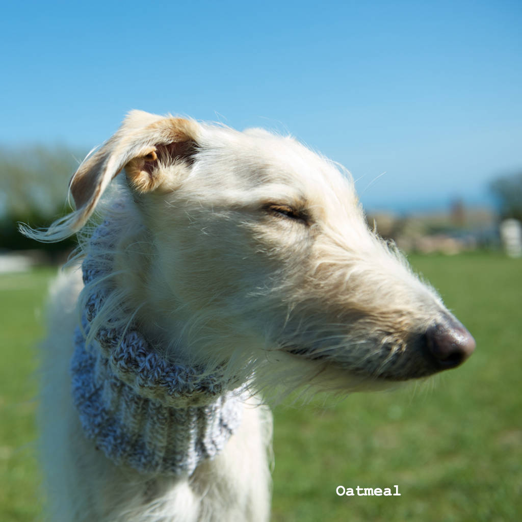 woollen snood for dog by the dandy dog company