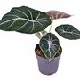 Houseplant Alocasia Reginula 'Black Velvet' 13cm Pot, thumbnail 2 of 7