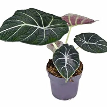 Houseplant Alocasia Reginula 'Black Velvet' 13cm Pot, 2 of 7