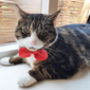 Cat Bow Tie, thumbnail 1 of 4