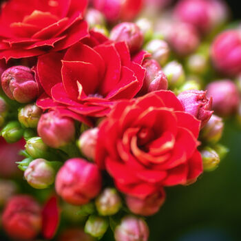 Flowers Kalanchoe 'Mixed' Four X Plants In 9cm Pots, 3 of 6