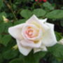 Rose Betty's Smile, Personalised Rose Gift, thumbnail 2 of 3