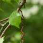 Vintage Hanging Garden Bird Dish, thumbnail 3 of 3
