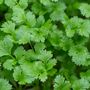 Herb Plants Parsley Six X Plug Plant Pack, thumbnail 2 of 5