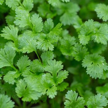 Herb Plants Parsley Six X Plug Plant Pack, 2 of 5