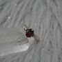 Red Garnet, Cz Sterling Silver Ring: January Birthstone, Handmade Stacking Ring, UK Size L, thumbnail 6 of 9