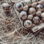 Box Of 60 Quail Egg's Natural, thumbnail 1 of 3