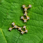 Scorpio Star Sign Constellation Astrology Tiny Earrings, thumbnail 1 of 4