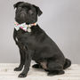 The Barnes Blue Floral Dog Collar Bow Tie, thumbnail 5 of 5