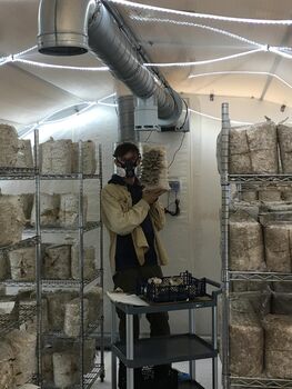 The Yorkshire Mushroom Emporium Experience For One, 6 of 10