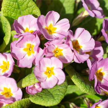 Primrose 'Candy Mix' Six X Full Plant Pack, 3 of 6