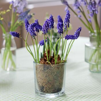 Plant Your Own Spring Muscari Bulb, 3 of 12