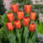 Tulip Orange Cassini – 15 Bright Orange Tulip Bulbs, thumbnail 3 of 4