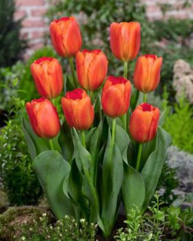 Tulip Orange Cassini – 15 Bright Orange Tulip Bulbs, 3 of 4